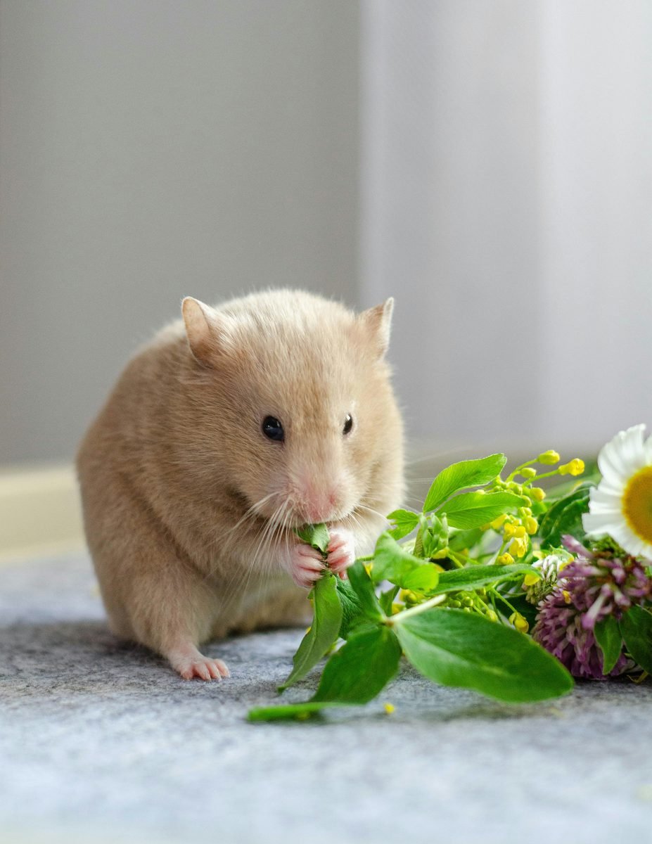 Hamster HammyGood.id